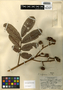 Cupania rufescens Triana & Planch., Belize, P. H. Gentle 1923, F